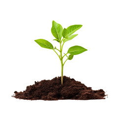 Young green plant in soil isolate on transparency background png 
