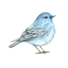 Watercolor beautiful blue bird. The illustration is hand drawn on an isolated background. Drawing for greeting cards, invitations, posters, book illustrations, fabric, design, wallpaper, pattern.