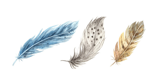 Set of watercolor realistic feathers. Detailed bird feathers in a realistic style. Illustration hand drawn on isolated background for greeting cards, invitations, happy holidays, posters.