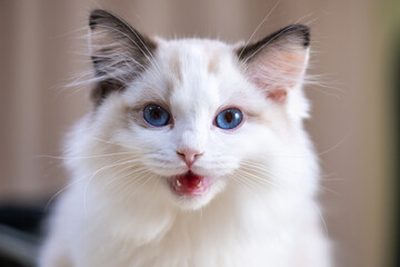 Cute, small Ragdoll cat looking at the camera. 3 months old