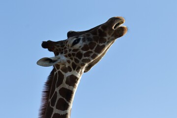 青空背景のキリンのポートレート