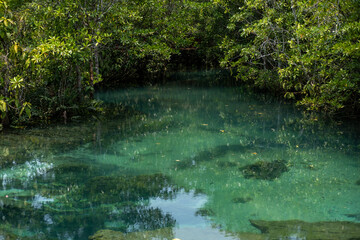 Transparent green and blue stream the tree roots and rocks under the water. Thapom Klong Song Nam in Krabi, Thailand