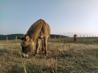 Donkey grazing in a field up in the hill. Hair on the face, looking to the left side with copy space at the right side of the image