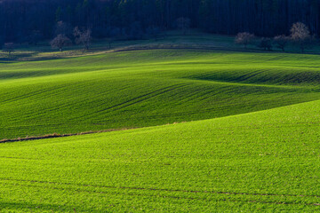 Green hills of a field in sunshine near the edge of a forest - 703743289