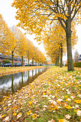 Trees with leaves in autumn colors along the waterside in a Dutch village