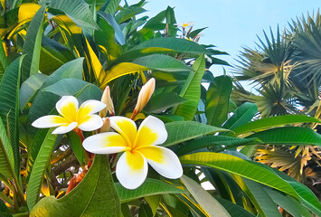 Champa flower or The white plumeria flower in the garden - obrazy, fototapety, plakaty