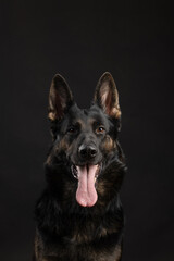 portrait of a german shepherd dog on a black background