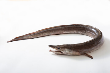 鱧　はも、生魚、活魚
