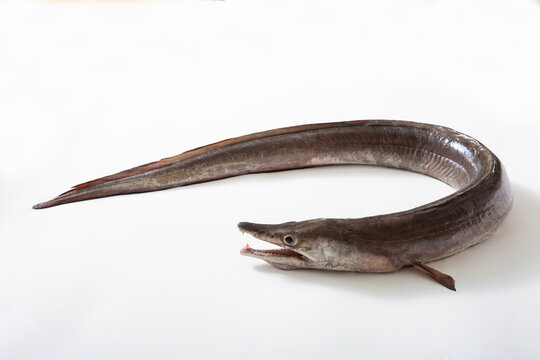 鱧　はも、生魚、活魚
