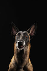 Malinois dog portrait on black background