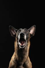 Malinois dog portrait on black background