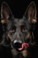 portrait of a german shepherd dog on a black background