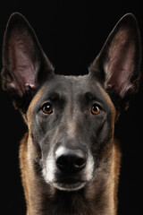 Malinois dog portrait on black background