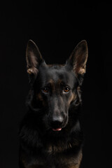 portrait of a german shepherd dog on a black background