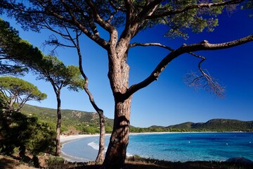 Fototapeta premium La plage de Palombaggia en hiver, Corse