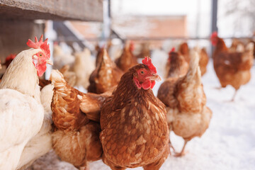chicken walking on an eco-poultry farm in winter, free-range chicken farm