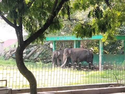 Photo of two elephants