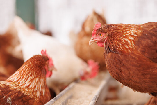 chicken eats feed and grain at eco chicken farm, free range chicken farm