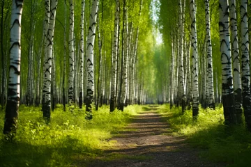 Zelfklevend Fotobehang Birch Trees Pathway in Lush Forest. © Fukume