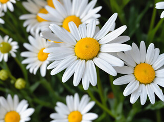 Fototapeta premium Beautiful flower, Generative AI