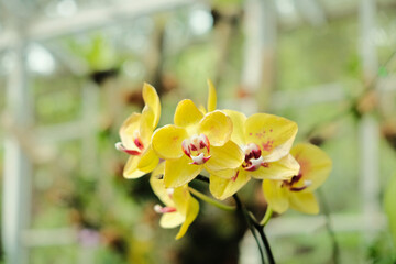Close up photo group of yellow orchid flowers in garden