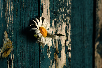 Chamomile flower in the dew in the crevice of a wooden fence