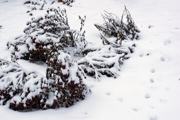 Snow-covered flowers on the estate grounds