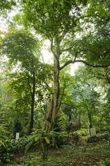 View from below of the green dense tall tree on sunny day.