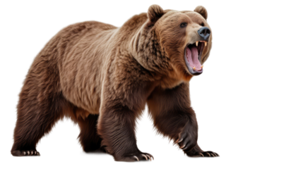  Ferocious brown grizzly bear on a transparent background (PNG)