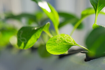 Close up of Pak choi leaves damaged  by pests in hydroponic system using PVC pipe in outdoor garden without using green house