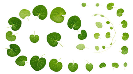 round leaves isolated on a transparent white background 