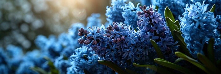 Spring Flowers Bouquet Blue Hyacinth, Banner Image For Website, Background, Desktop Wallpaper