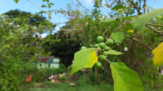 Solanum paniculatum Plant green tree grape leaves against blue sky