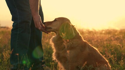Owner feeding red dog, sunset during hike. Dog get caress from owner. Man strokes dog spaniel with hand, outdoors. Closeup dog sitting next its owner. Concept human animal friendship. Owner loves pet - obrazy, fototapety, plakaty