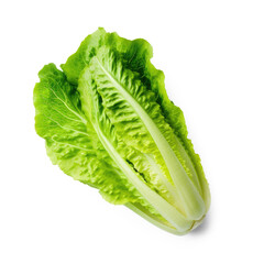 Romaine lettuce vegetable isolate on transparency background png 