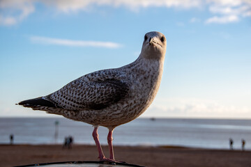 A Herring gull, seagull perched on top of a dustbin at the seaside, people walk along the beach and  are in soft focus in the background.