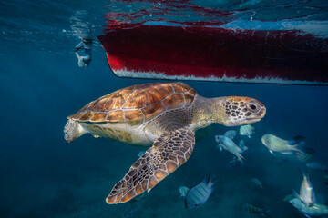 Underwater view capturing a green sea turtle (Chelonia mydas) gracefully swimming near the surface, with a boat's hull overhead and a school of fish in the clear blue water.