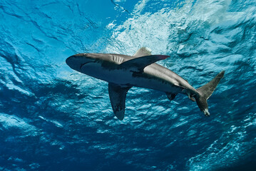 Underwater view of an Oceanic Whitetip Shark (Carcharhinus longimanus) with a clear blue water...