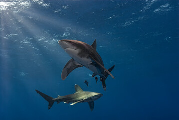 Two Oceanic Whitetip sharks (Carcharhinus longimanus) gracefully swim in the deep blue sea, with sunlight piercing through the water's surface.