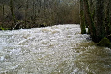 river at flood  in the forest