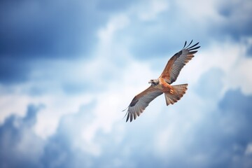 Fototapeta premium lone buzzard flying against a cloudy backdrop