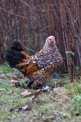 Motley brown domestic hen close-up.