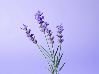 Obraz premium lavender flower in studio background, single lavender flower, Beautiful flower images