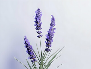 Naklejka premium lavender flower in studio background, single lavender flower, Beautiful flower images