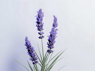 lavender flower in studio background, single lavender flower, Beautiful flower images