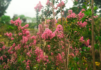 Obraz premium Vibrant Pink Crape Myrtle Blossoms in a Lush Garden Setting