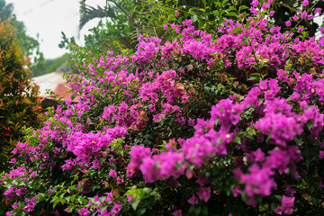 Fototapeta premium Vibrant Magenta Bougainvillea Bush in Lush Tropical Garden