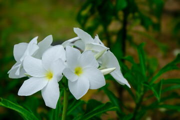 Obraz premium Close-up of Pure White Plumeria Flowers with Yellow Centers, Lush Green Foliage