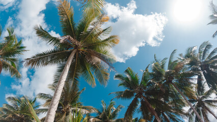 Fototapeta premium Bottom view of coconut palm trees in sunshine. Palm trees against a beautiful blue sky. Green palm trees on blue sky background. Travel concept.
