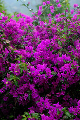 Fototapeta premium Vibrant Magenta Bougainvillea Bush in Lush Foliage